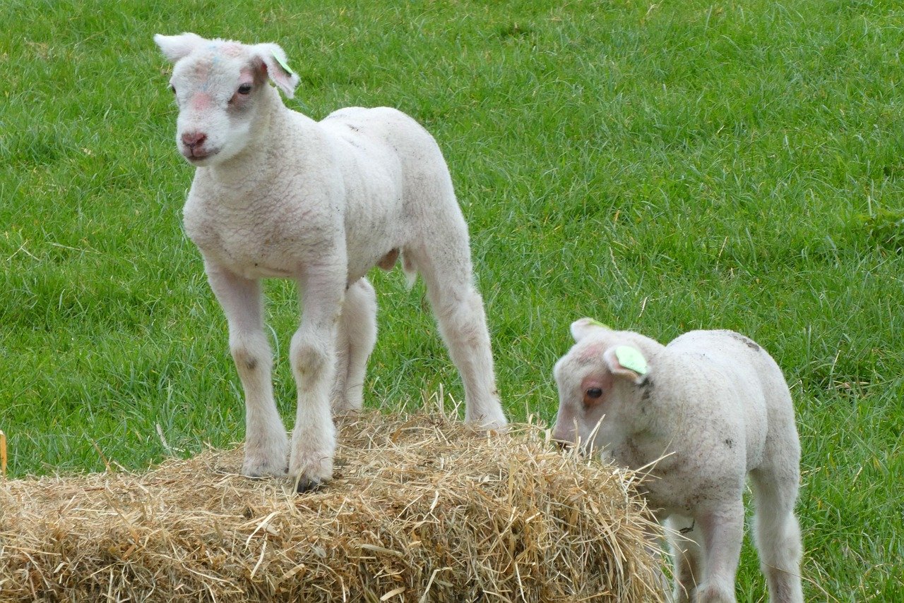 lambs-4086070_1280