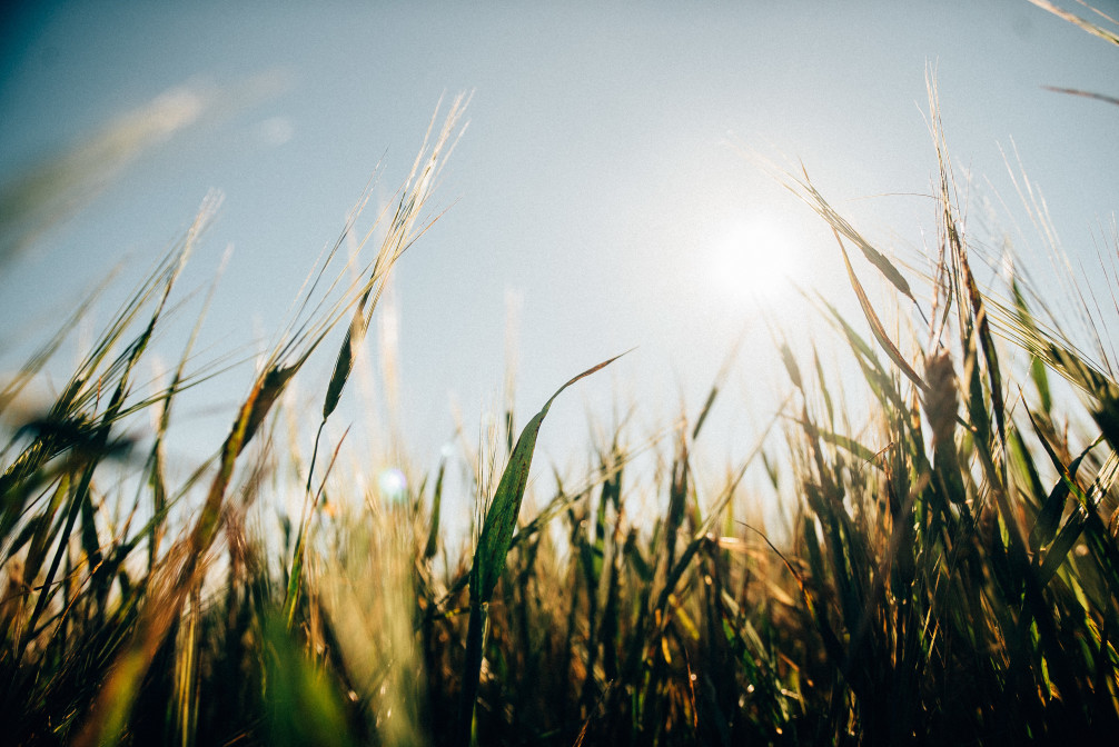 zon-gras-groen
