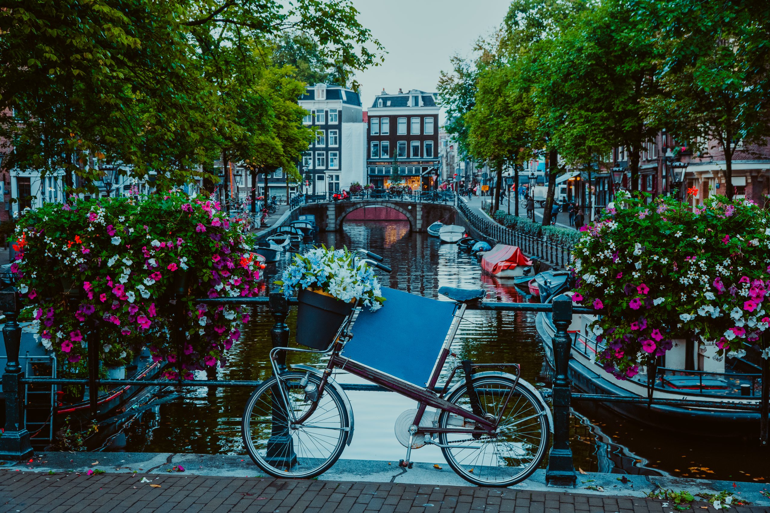 Vibrant flowers and bicycle bike on a bridge of Amsterdam at early evening. Twilight on the famous UNESCO world heritage canals of Amsterdam, The Netherlands