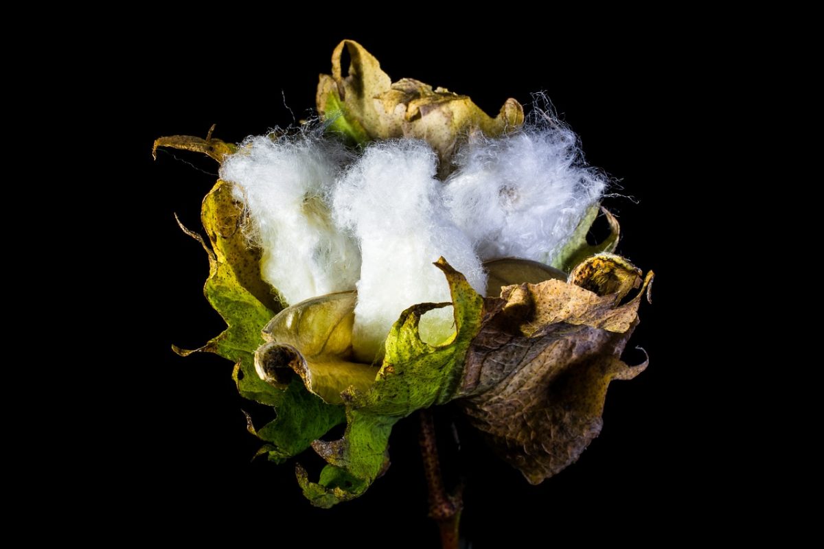 iStock Cotton 2