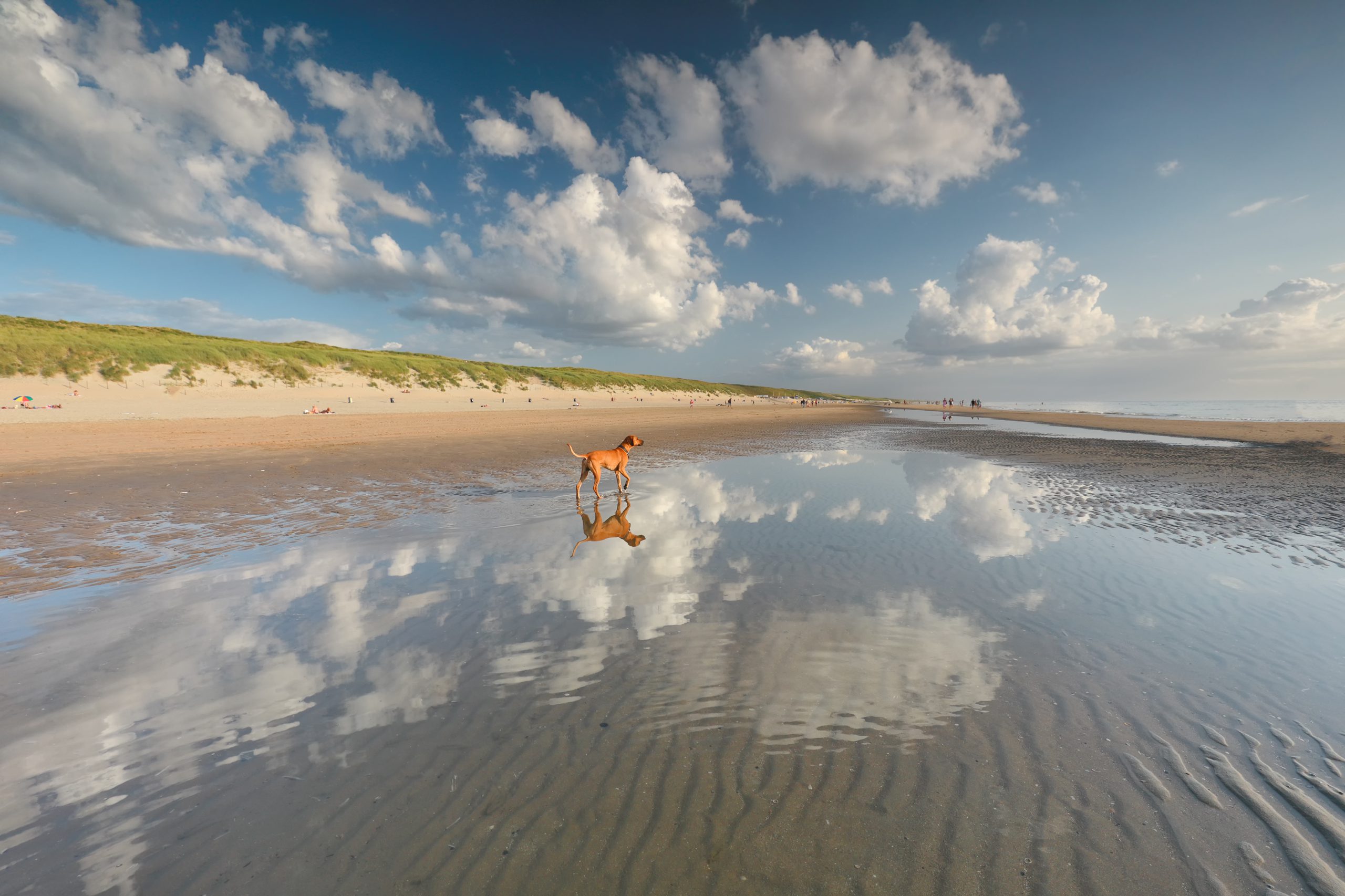 dog standing in water on north sea beach